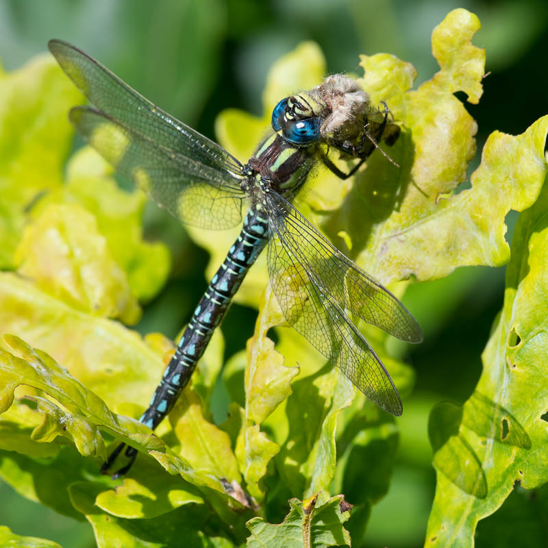 Hairy Dragonfly